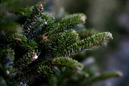 douglas-fir-5783622_1920 kopie