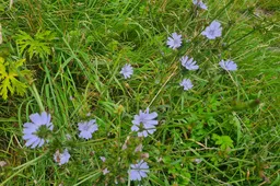 paarse bloemetjes