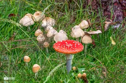 paddestoelen vl zwam