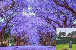 heemstede natuur22 febr paulowniua