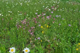 blog17 mei bloemenweide new terra