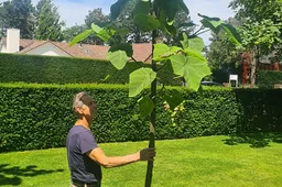 heemstede natuur nieuws 21 juni Pauwlonia sorghbosch