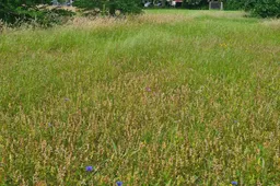 heemstede natuur nieuws 28  juni grasondrukkende ratalaargroei slot heem stede