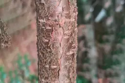 Hstede natuur
