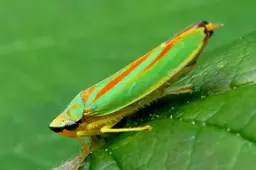 natuur nieuws Heemstede rhodondendroncicade