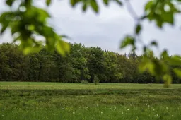 foto bomen