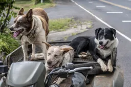 dogs 4477058 1280