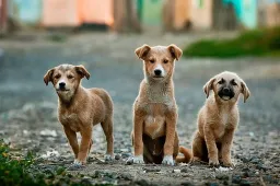 dogs 984015 340