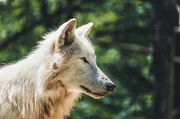 wolf 4334874 1280