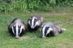 badgers 6307168 1280