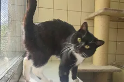 oreo 1