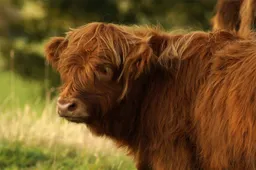 beef-2870351_1280
