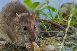 csm_Rat_in_natuur_adobestock_f7e49cb936