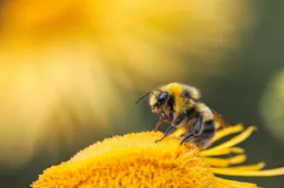 Insectenhotel