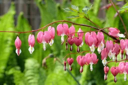 hartjes bloem