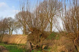 Natuurgebied De Langstraat
