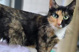 Poes Lindgren asieldier december 2025