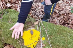 2026-01-25a_Persbericht NMVH_DE NATUURRAKKERS_Kind met plak gele zwam WT
