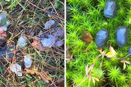 1 2026-02-22_Persbericht NMVH_Natuurrakkers_Speuren naar dierensporen_sterrenschot-en-reeenkeutels