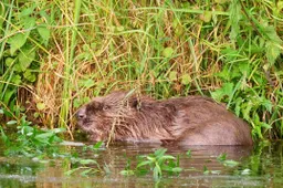 1 2026-03-08a_Persbericht NMVH_Lezing_Alles over bevers in Nederland - smullend van een wilgentak_Water en wallen vesting Heusden_6-6-2025_Martin Vissers_uitsnede