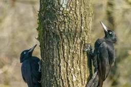 2 2026-03-22bb_Persbericht NMVH_Wandeling_Zwarte specht_Foto Wilhelmien Marti