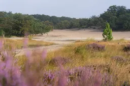 Loonse en Drunense Duinen_De Langstraat