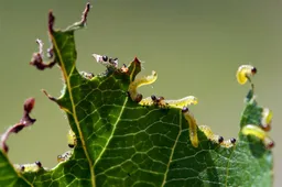 rupsjes_appelboom-1315883383