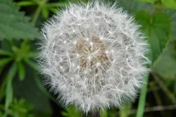 3 2026-05-12a_Persbericht NMVH_Help mee de Heusdense natuur in kaart brengen-PAARDENBLOEM _ TARAXACUM OFFICINALE - Heidijk_ 15-5-2014 Fotograaf Annie van Bokhoven