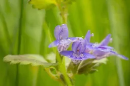3 2026-06-21a_Persbericht NMVH_Wandeling over de Middel Akker- ontdek de natuurparel bij Giersbergen HONDSDRAF _ GLECHOMA HEDERACEA - Fotograaf Wilhelmien Marti