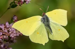 3 2026-07-12a NMVH_Persbericht_Vrijwilligers gezocht voor natuurbeheer in gemeente Heusden_citroenvlinder vrouw_Foto Ate Dijk