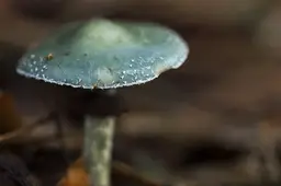 3 2026-09-27a_Persbericht NMVH_Natuurrakkers gaan op zoek naar paddenstoelen en schimmels_Kopergroenzwam_foto Wilhelmien Marti