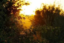 arcaion-summer-1634854_1920