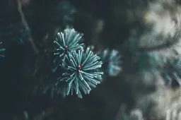 christmas-tree-gdc57ac6e0-1920