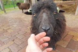 Open dag dierenweide de Kraal