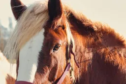 manfredrichter-horse-7725182_1920