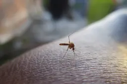 himasrafeek-mosquito-2566773