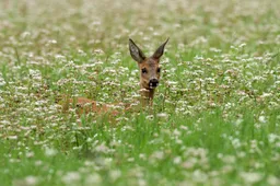 biodiversiteit