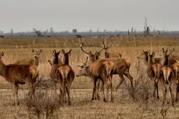edelherten oostvaardersplassen