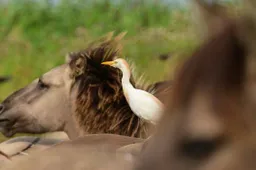 koereiger en konikpaard staatsbosbeheer