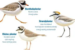 verschillende plevieren vogelbescherming boswachtersblog oostvaardersplassen