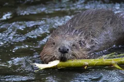 beaver 6403610 1280 1