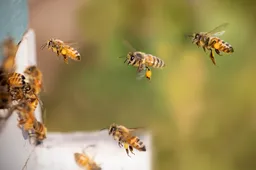 bees-8267791_1280 (1)