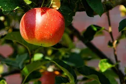 appel