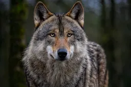 wolf-8142720_1280