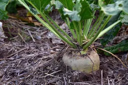 sugar-beet-3662944_1280