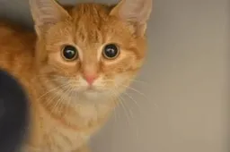 Dierenbescherming - oud en nieuw 18233715136169608949-FB-1