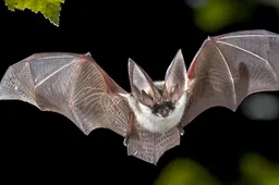 vleermuizen-2