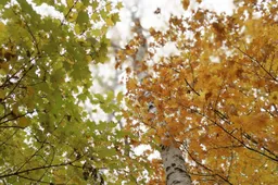 monakeity-red-leaves-2867060_1280