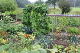 afbeelding VELT plantenmarkt