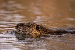profile-shot-cute-furry-nutria-river